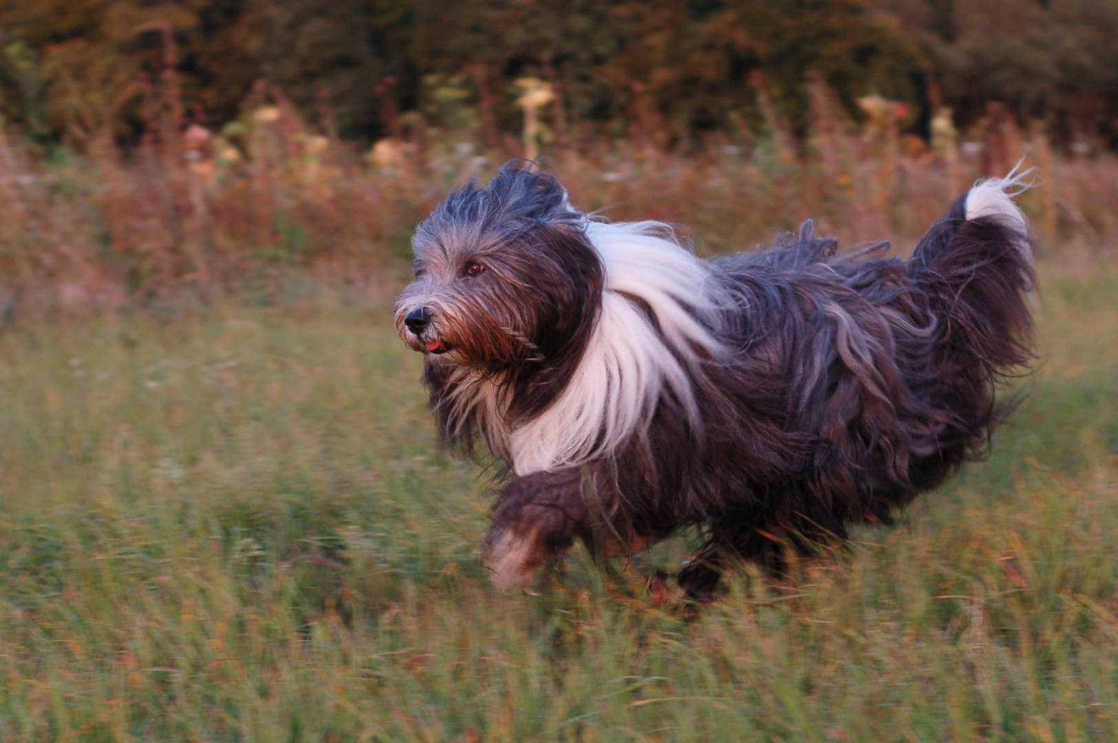 Felix im Abendlicht