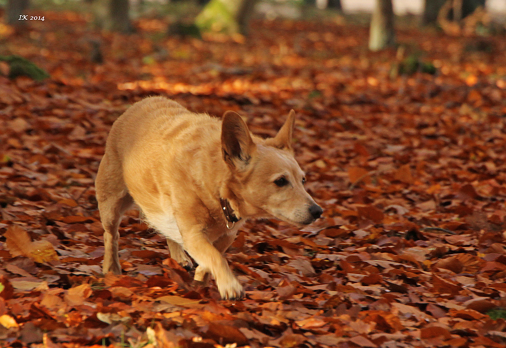 Felix im Herbstlaub