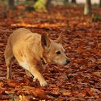 Felix im Herbstlaub