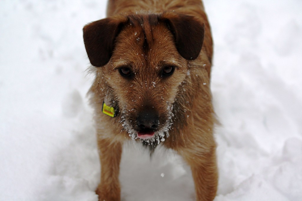 Felix im Schnee