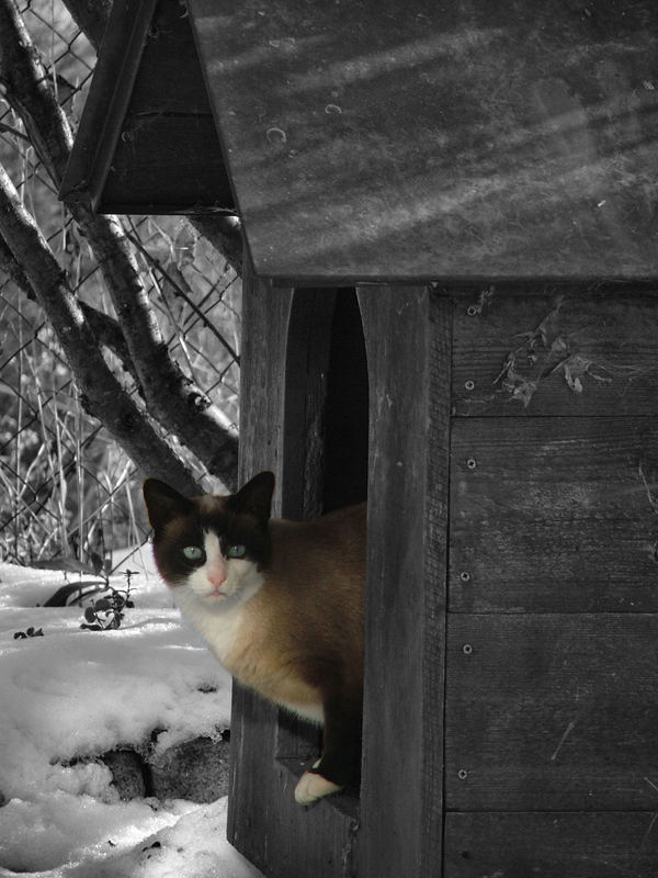 Felix in der Hütte