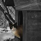 Felix in der Hütte