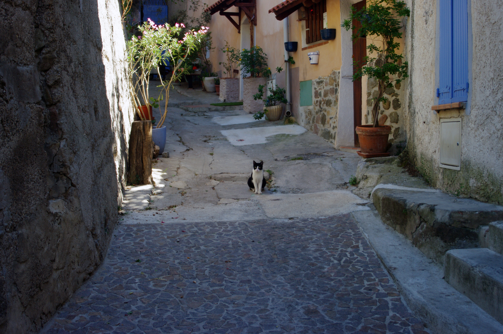 Félix le chat