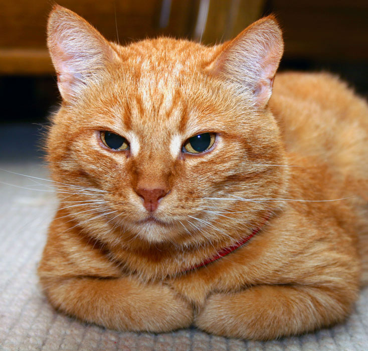 Felix! Mein Kater lässt grüßen.