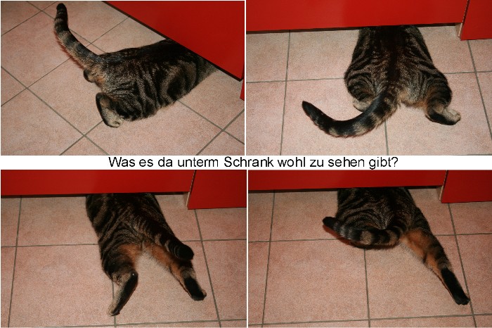 Felix steckt seine Nase überall hin.