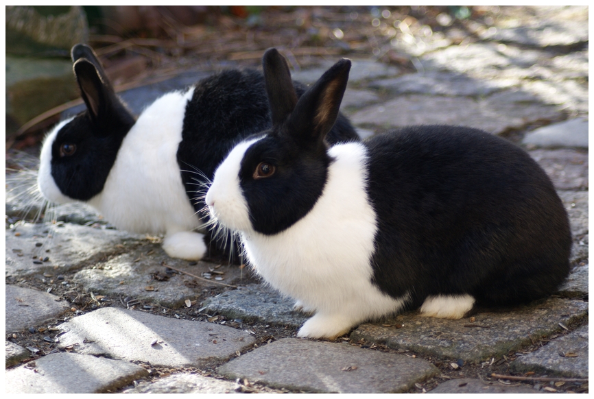 Felix und Flitzebogen auf der Pirsch