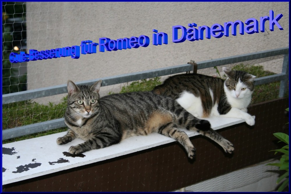 Felix und Samy wünschen Romeo in Dänemark gute Besserung.