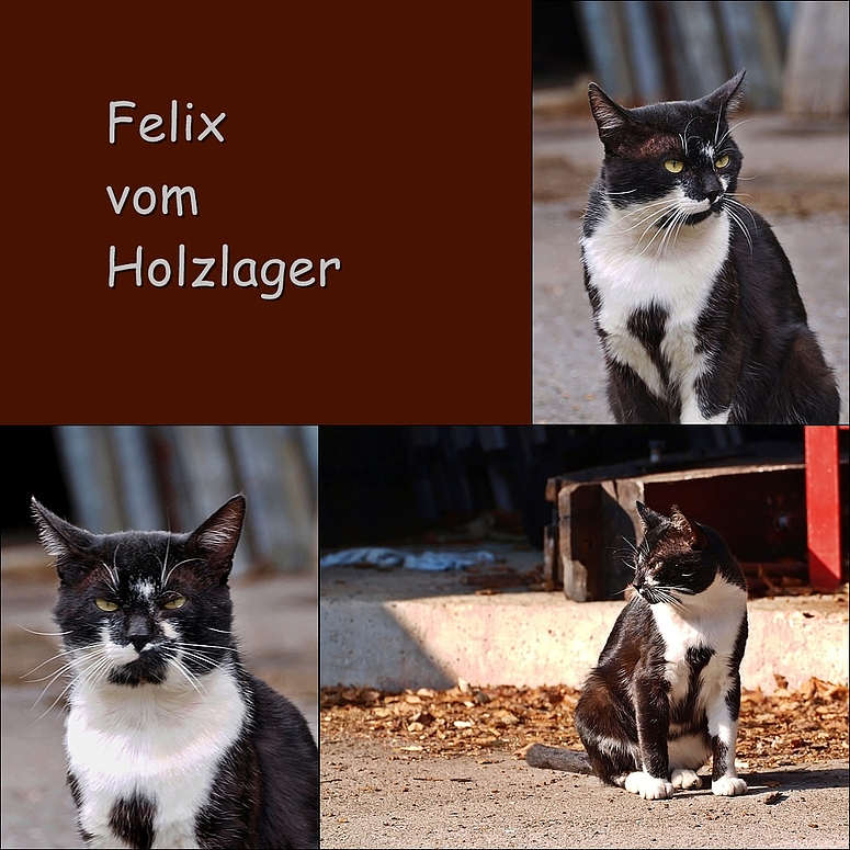 Felix vom Holzlager