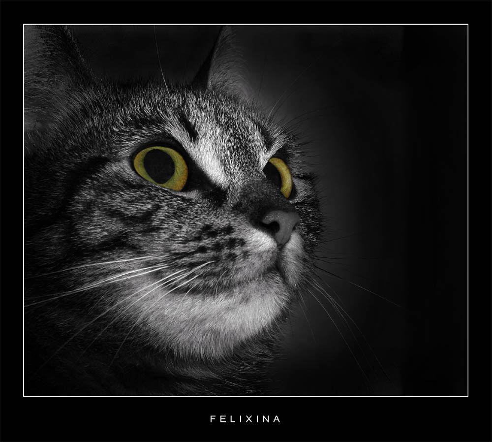 Felixina