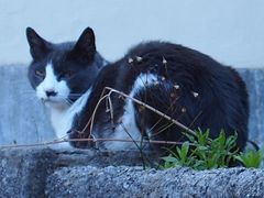 felix....porta male il suo nome...da quando non cè piu suo padrone