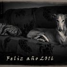 Feliz Año 2016