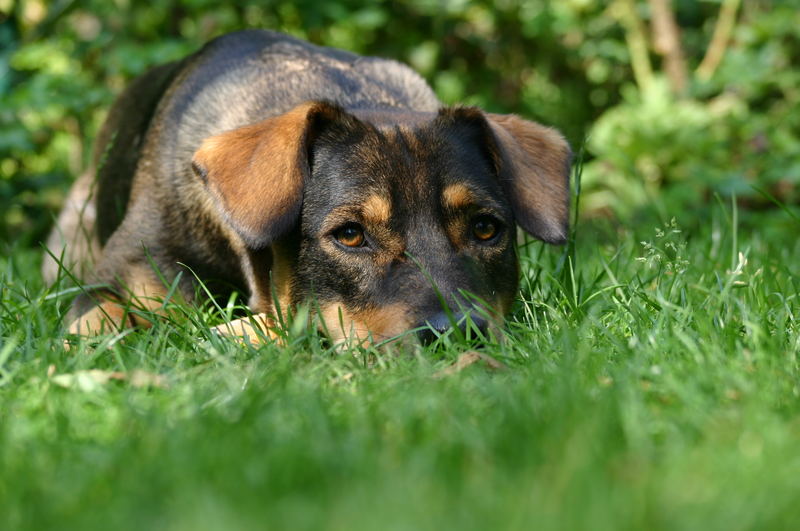 Feliz im Garten