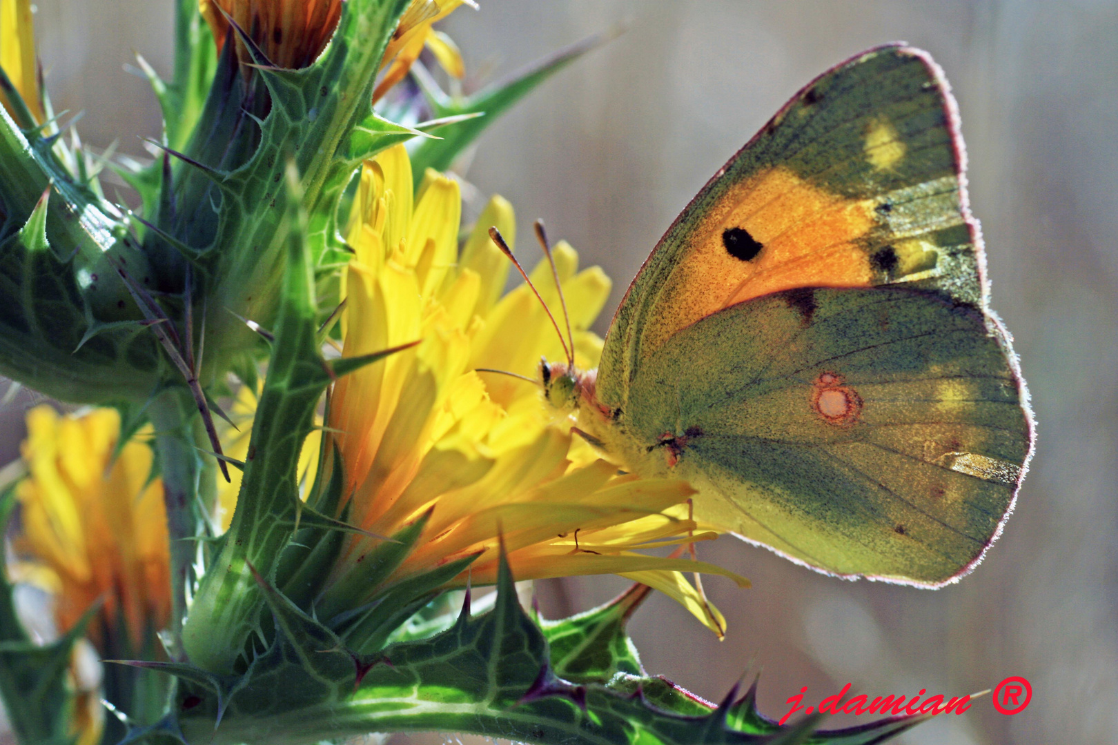 Feliz la mariposilla.