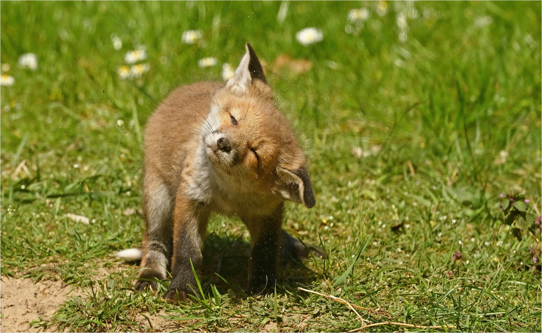 Fell ausschütteln