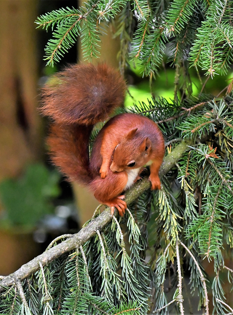 Fell pflege&hellip;. Foto &amp; Bild tiere, wildlife, wildlife sonstige tiere