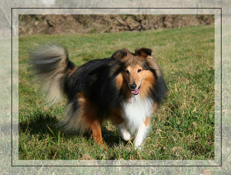 Fell-Sheltie