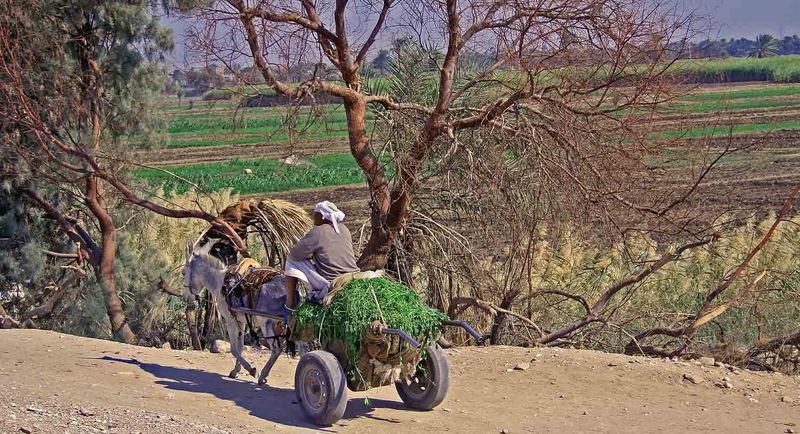 fellache beim abtransport seiner ernte