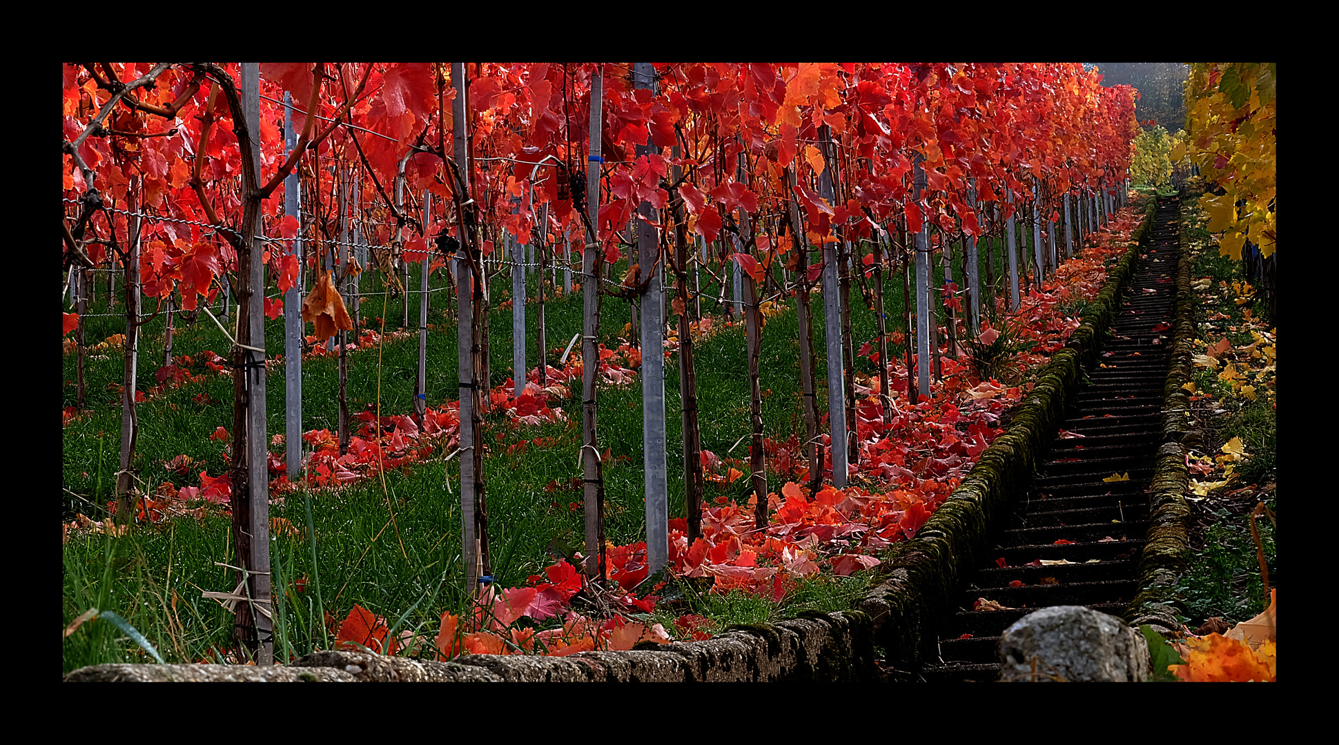 ...Fellbacher Weinberge...