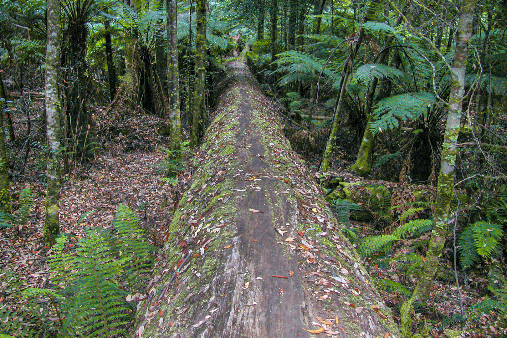 Felled long eucalyptus tree