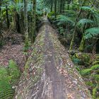 Felled long eucalyptus tree