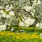 Fellenberg-Zwetschgenblüten