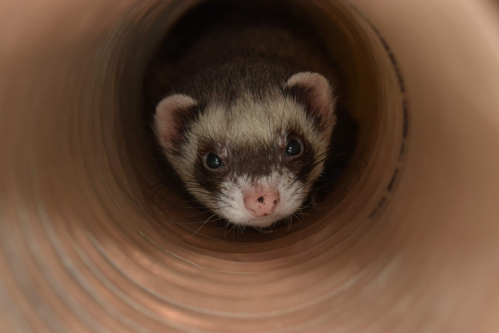 Fellnase im Tunnel