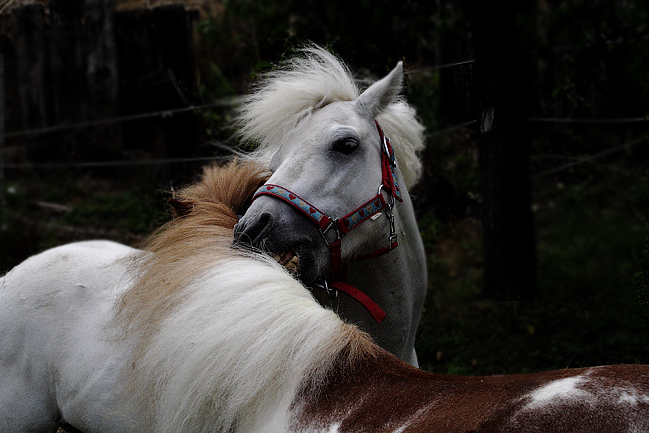 Fellpflege unter Ponys