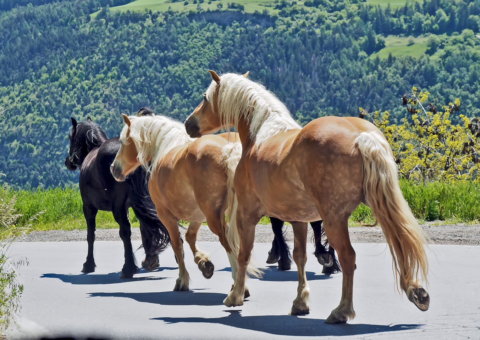 Fellponys aus Nordengland - Besuch bei meinen Freunden!