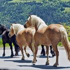 Fellponys aus Nordengland - Besuch bei meinen Freunden!