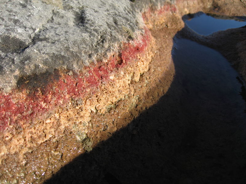 Fels - Algen - Wasser