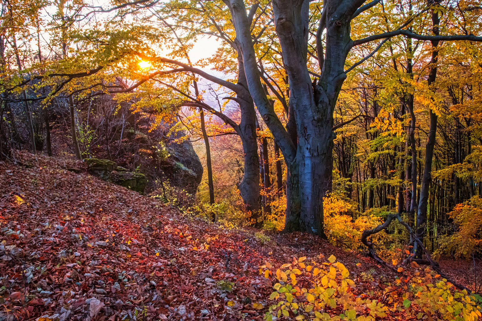 Fels im herbstlichen Wald