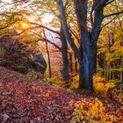 Fels im herbstlichen Wald