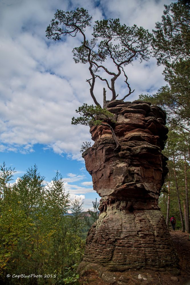 Fels mit Baumwuchs