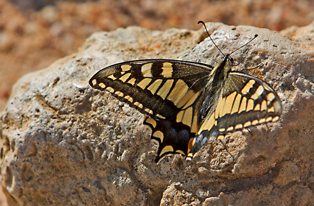 "Fels-Schmetterling"