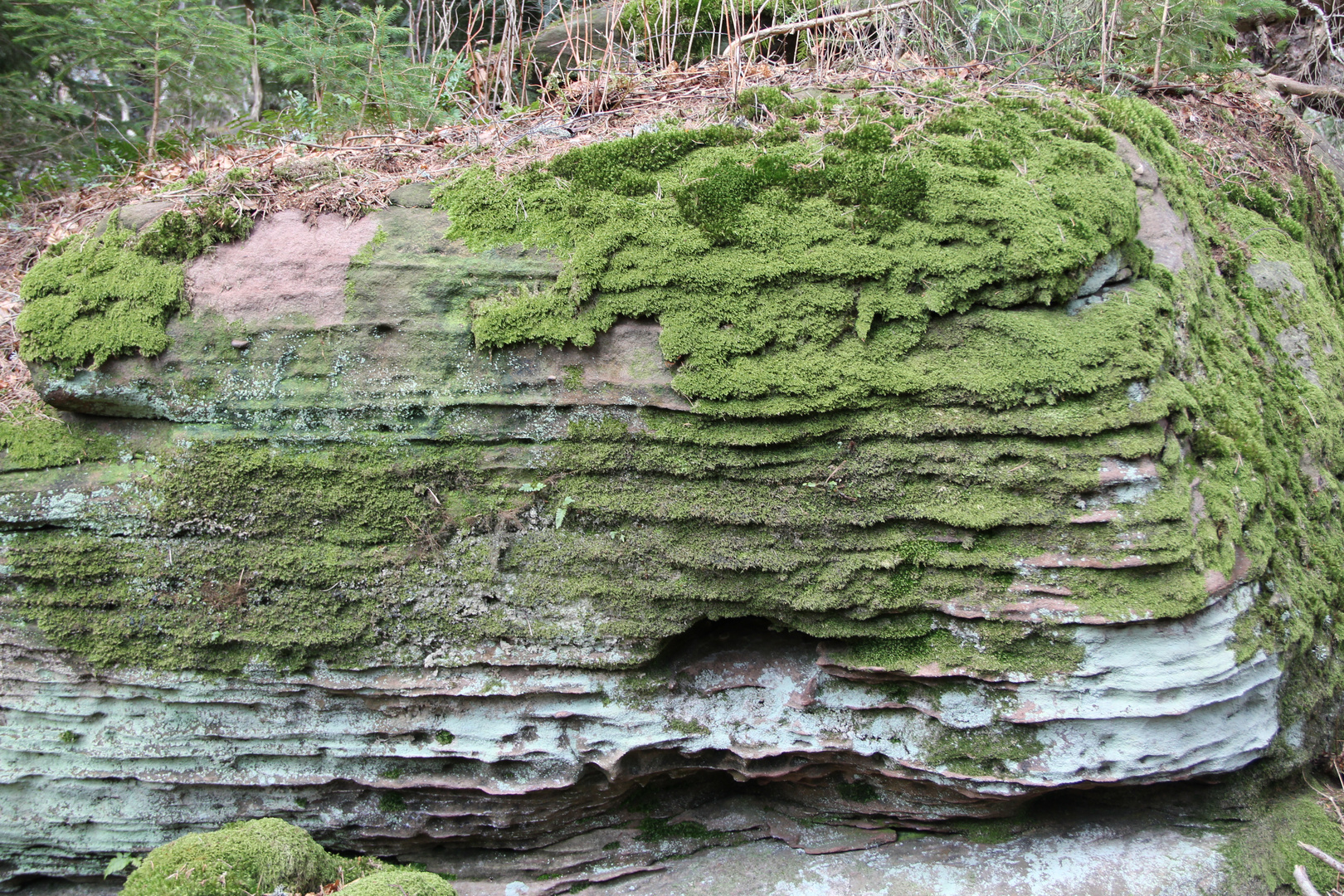 Fels-Wald-Flechten