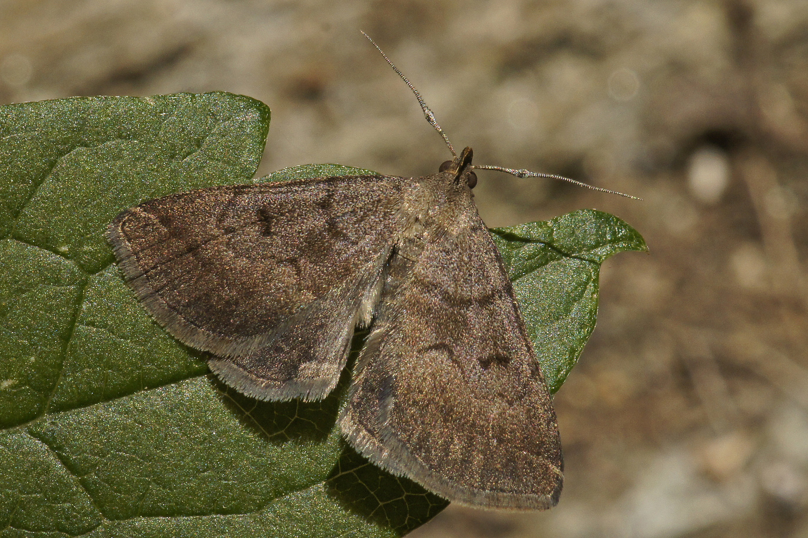 Felsbuschwald-Spannereule (Zanclognatha lunalis)