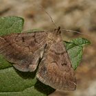 Felsbuschwald-Spannereule (Zanclognatha lunalis)