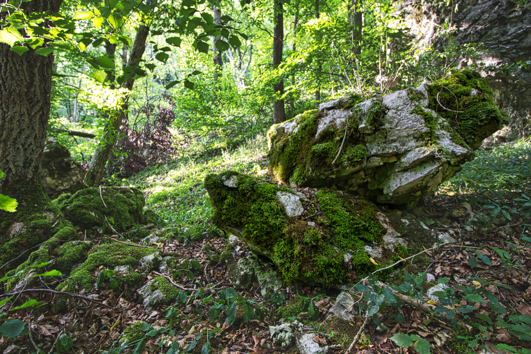 Felsen