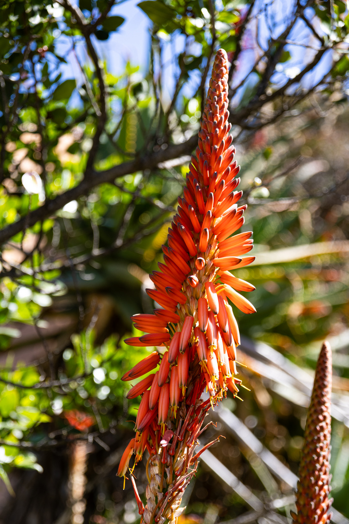 Felsen Aloe