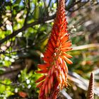 Felsen Aloe