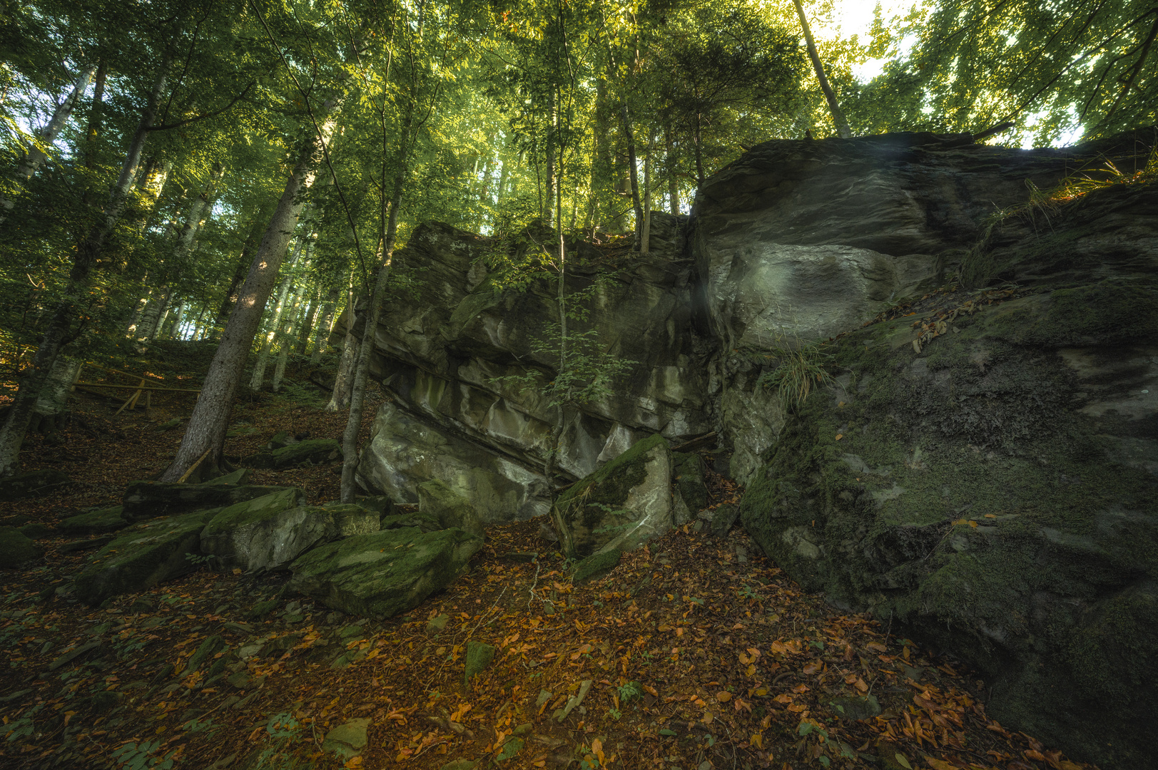 Felsen am Waldweg unter grünem Blätterdach