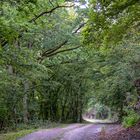 Felsen am Weg durch den Wald