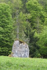 Felsen-Bäume...