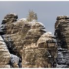 Felsen-Bäume