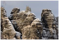 Felsen-Bäume