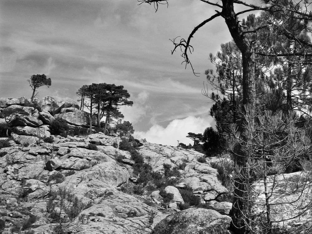 Felsen der Maccia