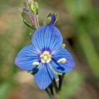 Felsen-Ehrenpreis (Veronica fruticans) - Véronique des rochers. 