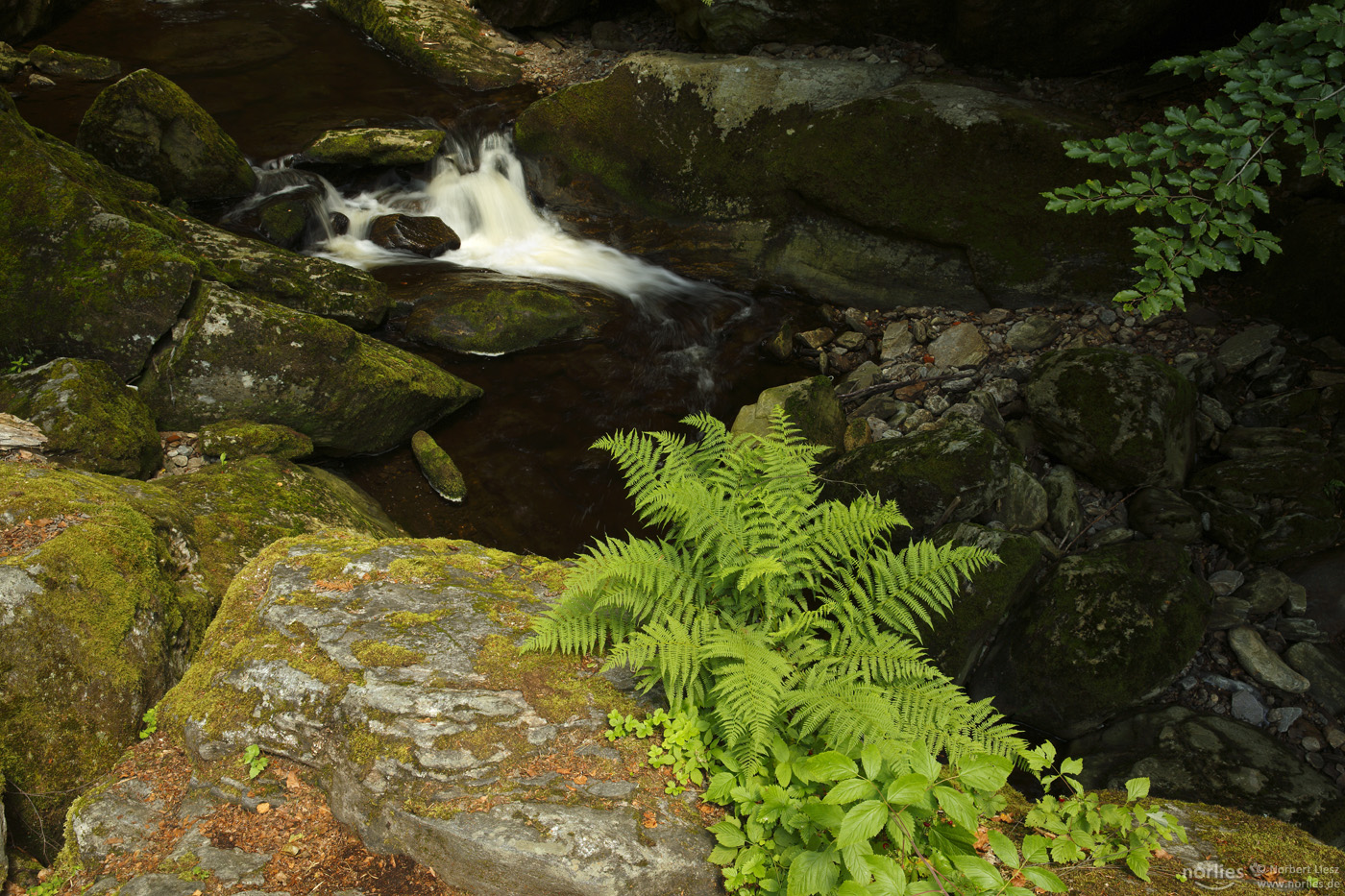 Felsen Farn