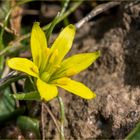 Felsen-Gelbstern (Gagea bohemica)