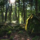 Felsen im Buchenwald